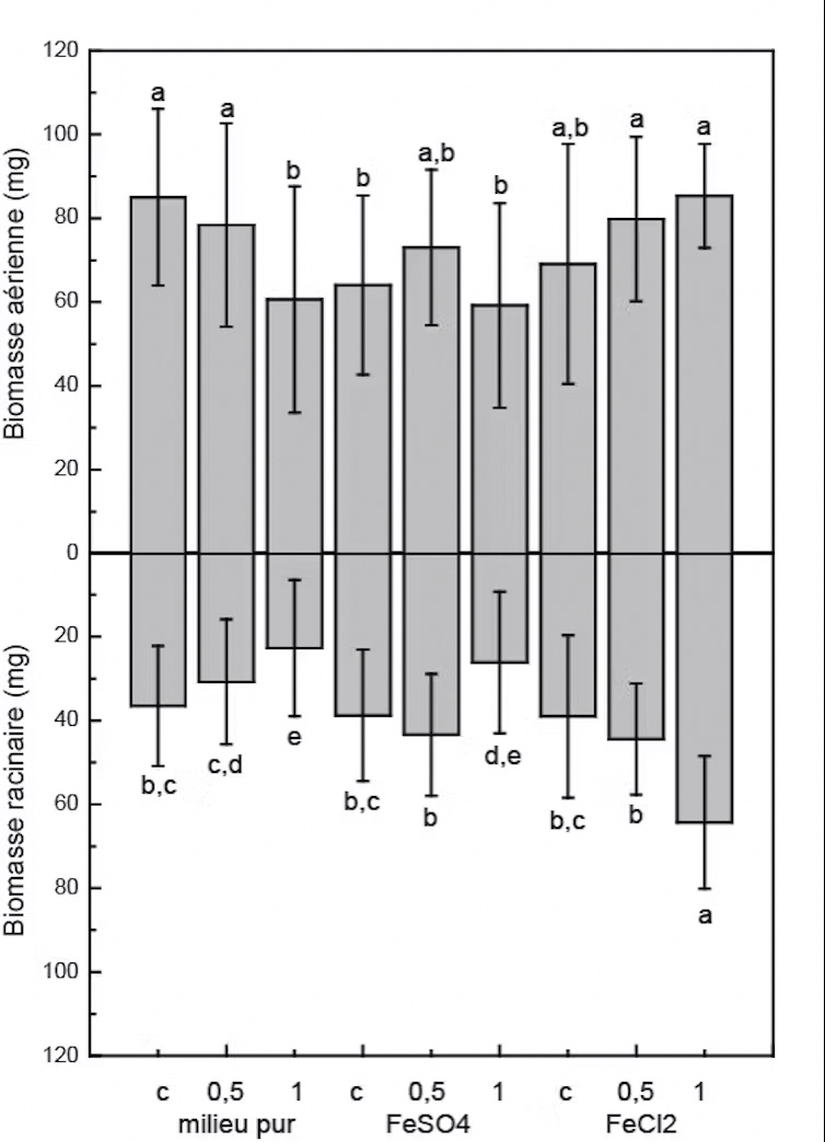 Effets des terres rares sur la biomasse des pousses et des racines de riz. Les étiquettes « milieu pur », « FeSO4 » et « FeCl2 » correspondent à des expériences menées en présence de terres rares à 0,5 mg/L et 1 mg/L, terres rares et 100 μmol/L de sulfate de Fe(II), et terres rares et 100 μmol/L de chlorure de Fe(II) respectivement. Pour chacune de ces conditions, les étiquettes « c », « 0,5 » et « 1 » correspondent à des concentrations de terres rares de 0 mg/L (contrôle), 0,5 mg/L et 1 mg/L respectivement. Les barres d’erreur correspondent à l’écart-type des mesures. Il n’y a pas de différence statistiquement significative dans la biomasse entre les conditions lorsque la même lettre est affichée. 