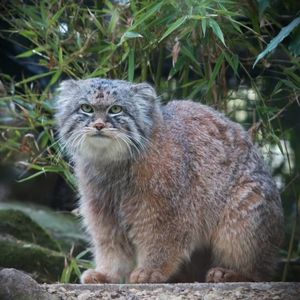 Manul devant de la végétation