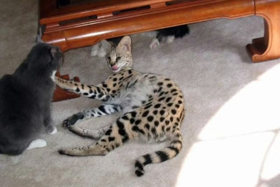 chat Savannah allongé sur un tabis blanc jouant avec un chat gris vu de trois-quarts dos