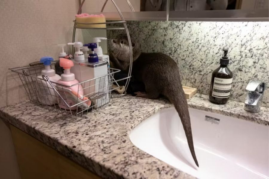 loutre coincée entre un lavabo et des produits de soin type distributeurs à savon