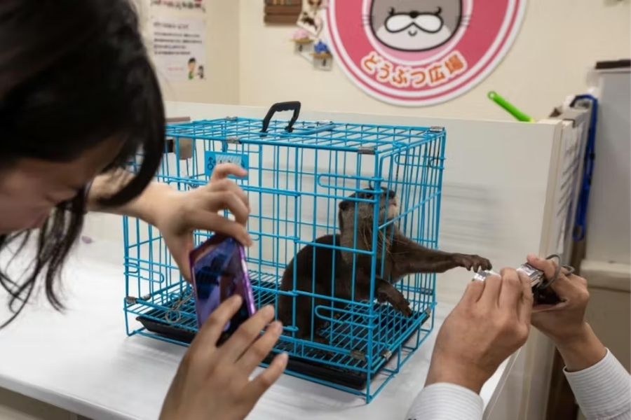 loutre dans une étroite cage bleue, qui tend la patte vers un appareil photo compact à droite de l'image. A gauche, une dame de dos prend aussi en photo la loutre avec un smartphone