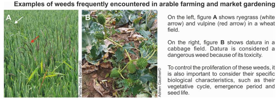 Example of weeds frequently encountered in arable farming and market gardening. On the left, figure A shows ryegrass (white arrow) and vulpine (red arrow) in a wheat field. On the right, figure B shows datura in a cabbage field. Datura is considered a dangerous weed because of its toxicity. To control tre proliferation of these weeds, it is also important to consider their specific biological characteristics, such as their vegetative cycle, emergence period and seed life.