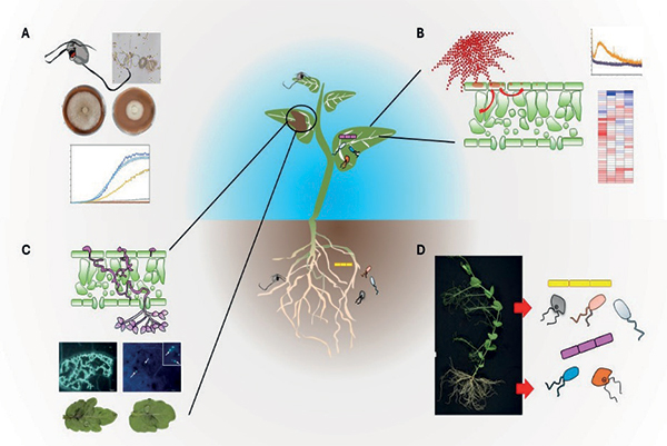Schéma montrant une plante entouré de 4 focus (A, B, C et D)