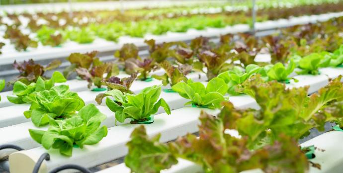 Alimentation / Nutrition / Santé 