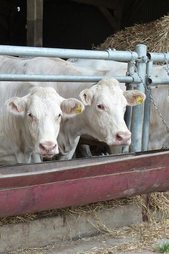 élevage de vaches charolaises à la ferme de Maurepas, appartenant à UniLaSalle