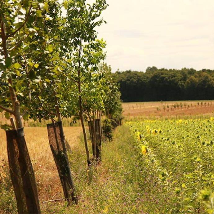 Parcelle exploitée en agroforesterie à UniLaSalle Beauvais