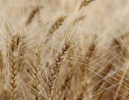 Face aux aléas climatiques, quelles variétés de céréales privilégier ?