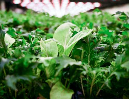 L’agriculture verticale peut-elle nourrir les villes ? Comment dépasser le mirage technologique