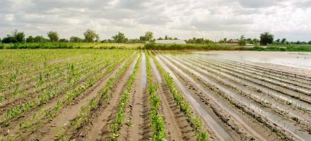 10 years of the Chair in Agricultural Risk Management