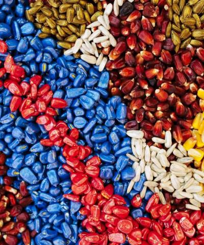 Elimination of Seed Protection Products using Ozone
